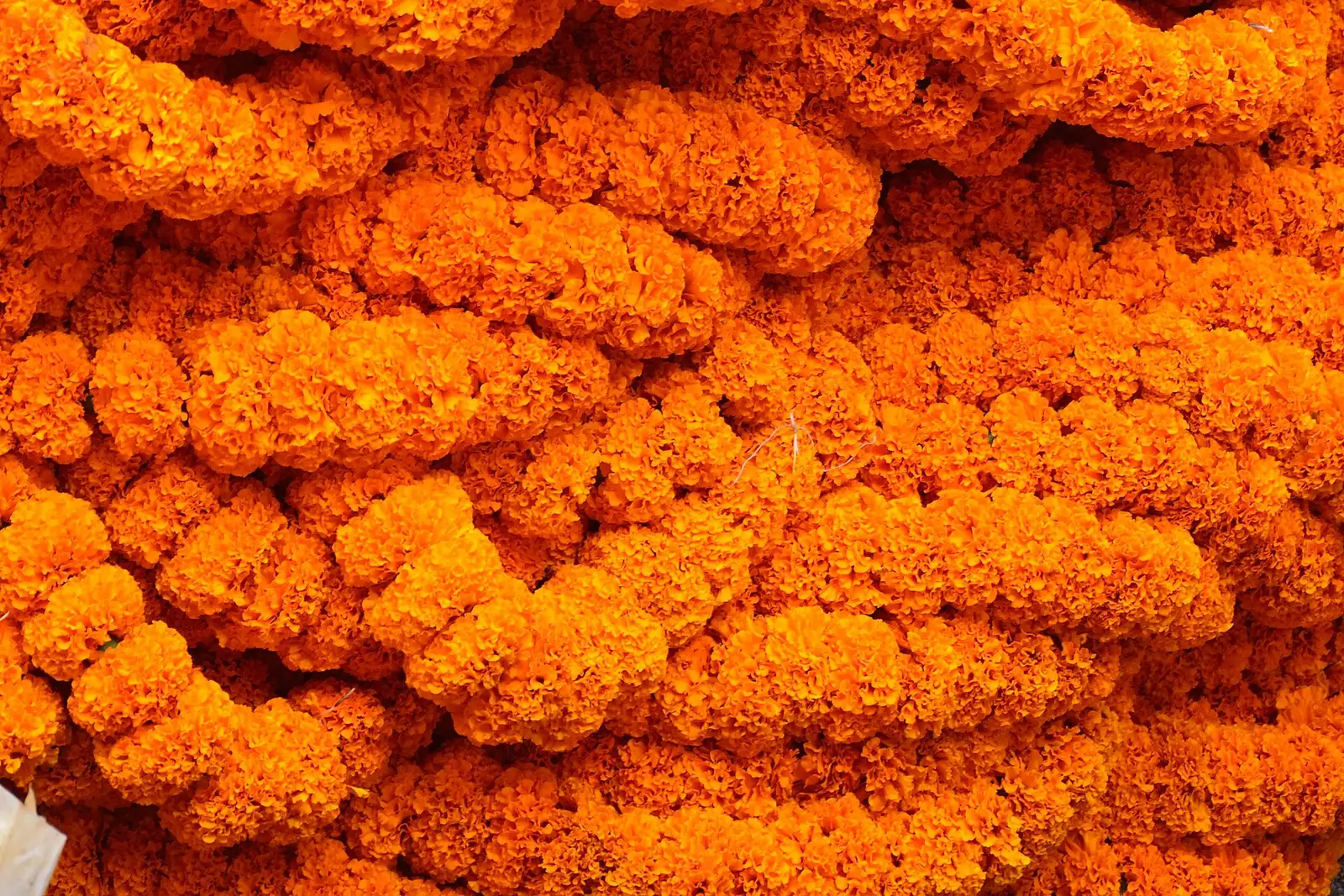 An old family photograph in a frame, surrounded by marigold flowers.